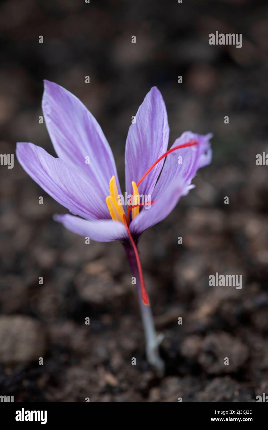 Crocus sativus Stock Photo
