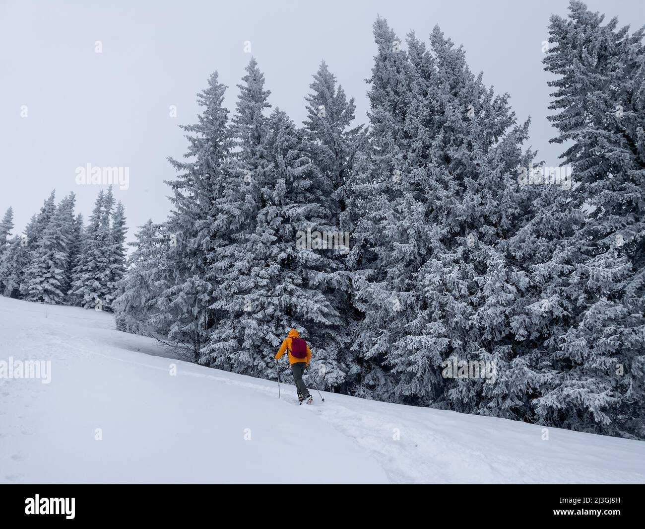 Lonely mountaineer dressed bright orange softshell jacket going up the snowy hill between spruces trees.  Active people concept image on Velky Krivan, Stock Photo