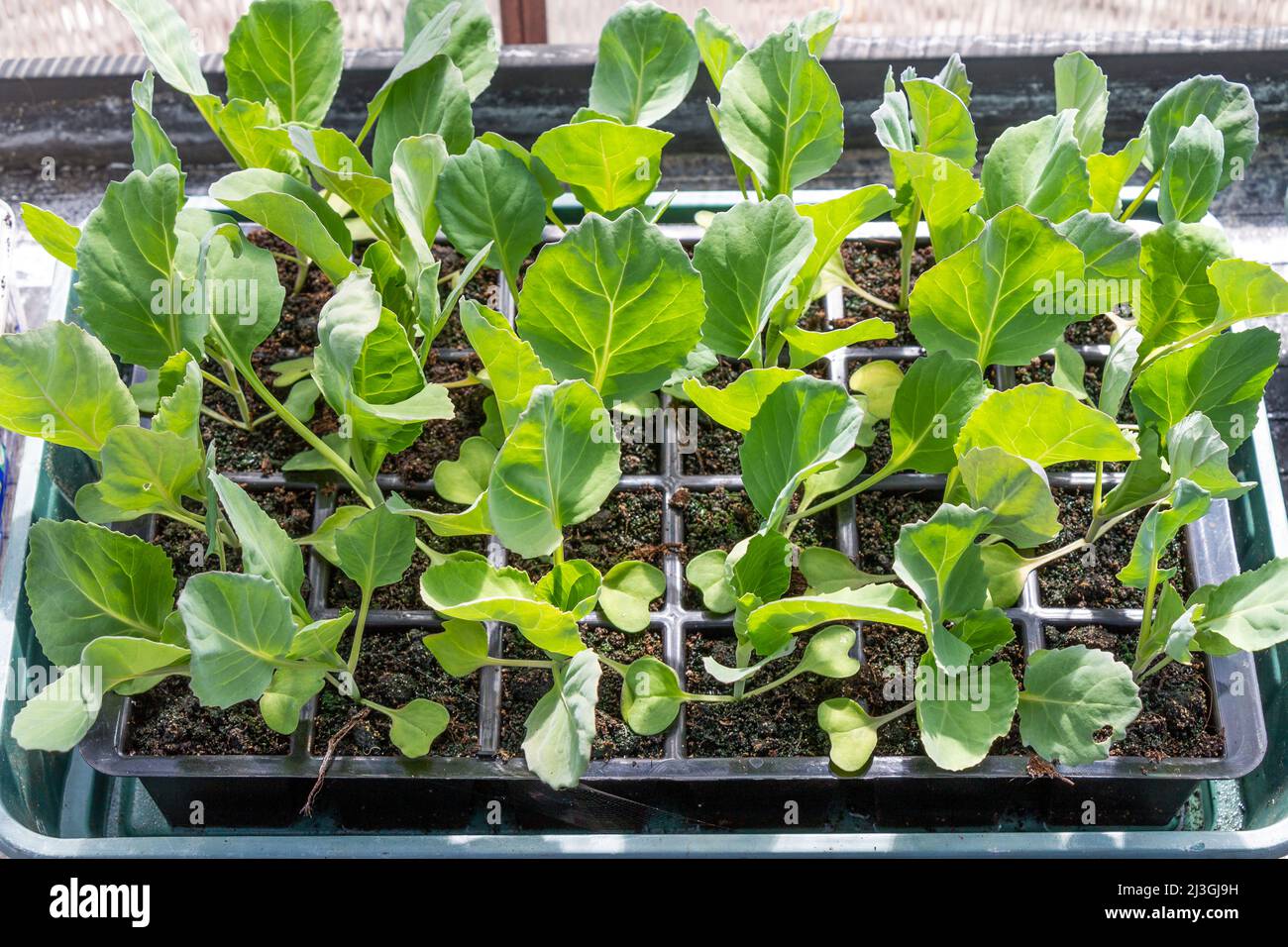 Cabbage or Brassica plant seedlings growing in plug trays Stock Photo Alamy