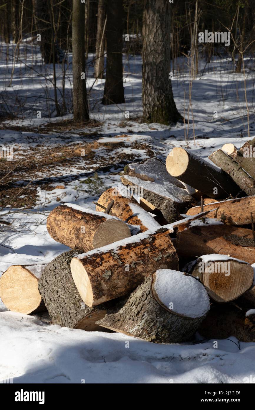 Large logs of felled trees in the countryside close-up Stock Photo
