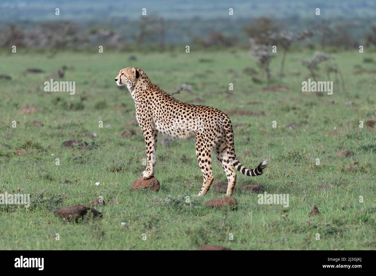 standing Cheetah surveying its territory Stock Photo