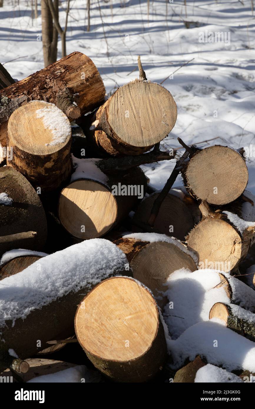 Wooden logs with visible tree-ring dating on a snowy background Stock Photo