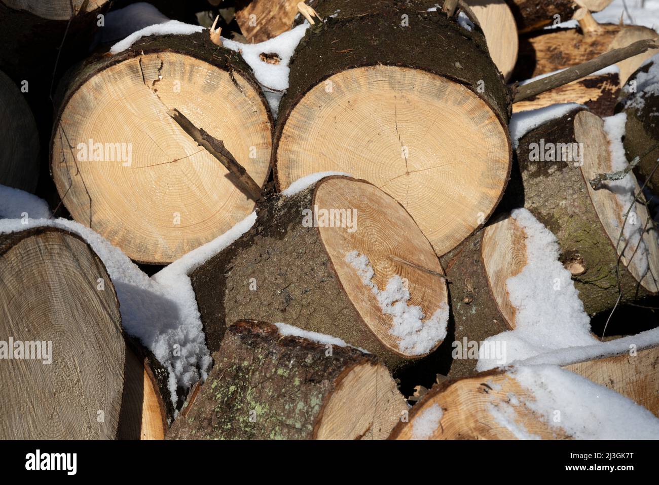 Wooden logs for cooking firewood with visible tree-ring dating close-up Stock Photo