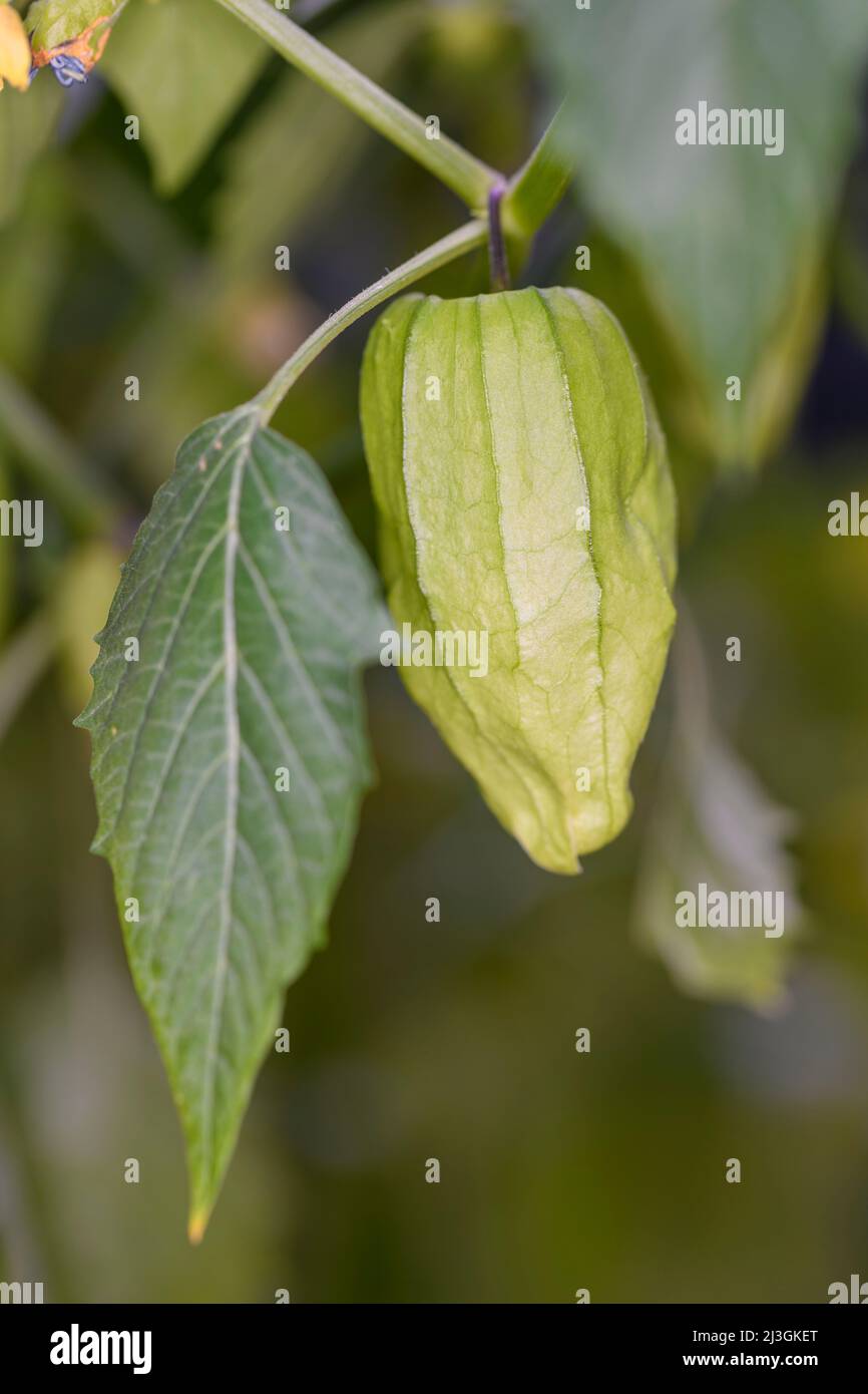 The tomatillo (Physalis philadelphica and Physalis ixocarpa), also known as the Mexican husk tomato, is a plant of the nightshade family Stock Photo