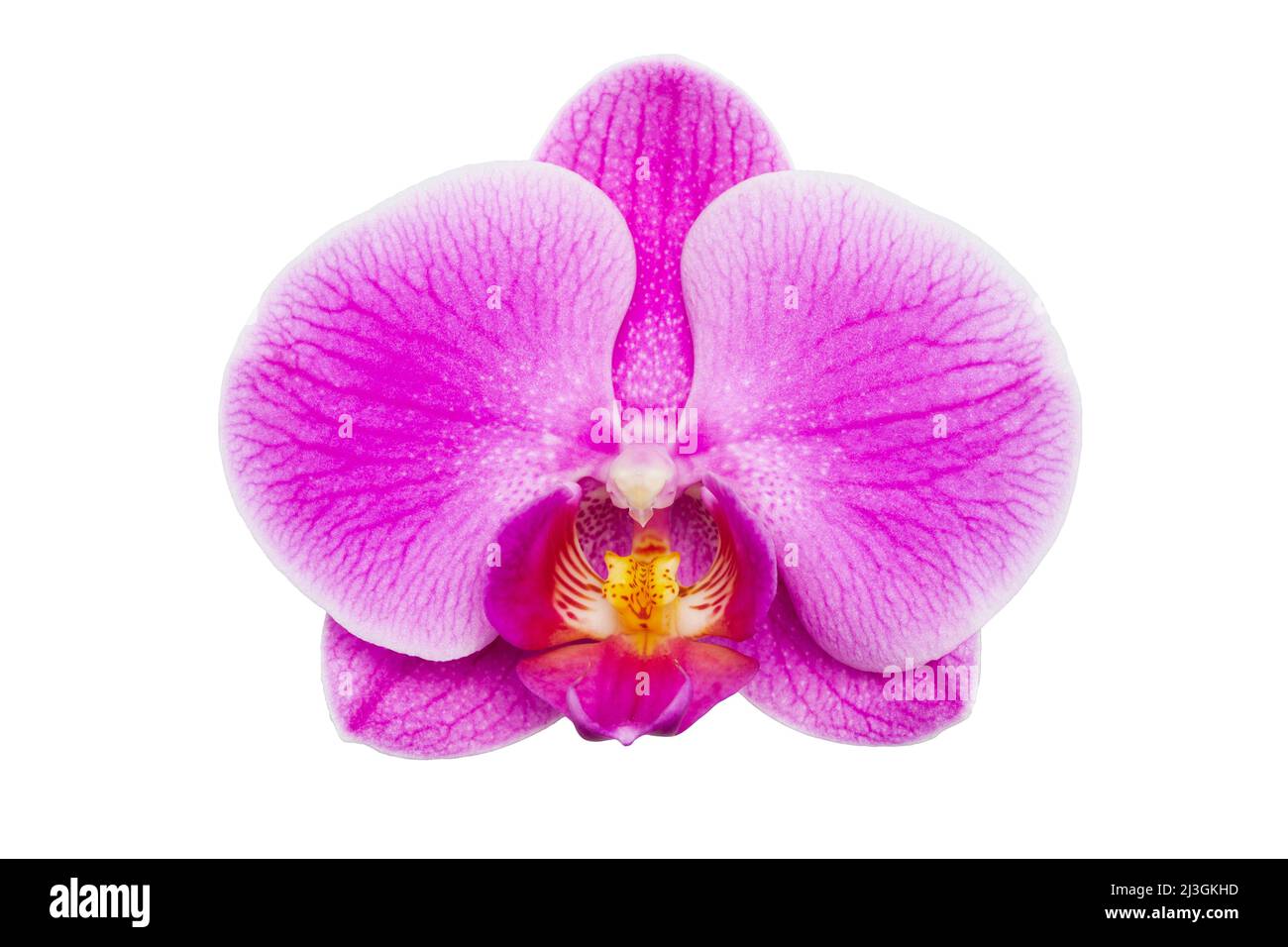 Purple Phalaenopsis orchid flower isolated on a white background ...
