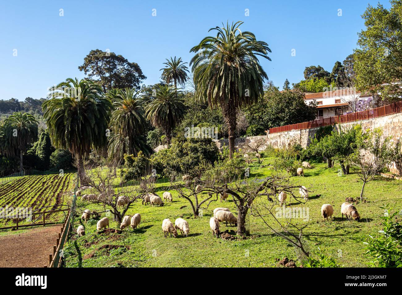 Sheeps in the Finca de Osorio Park near Teror, Gran Canaria Island in Spain Stock Photo