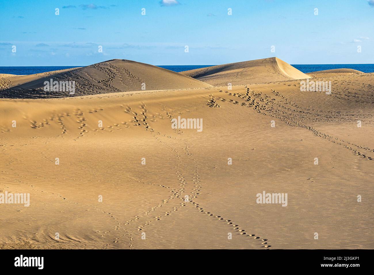 maspalomas-sand-dunes-dunas-de-maspalomas-on-the-south-coast-of-the