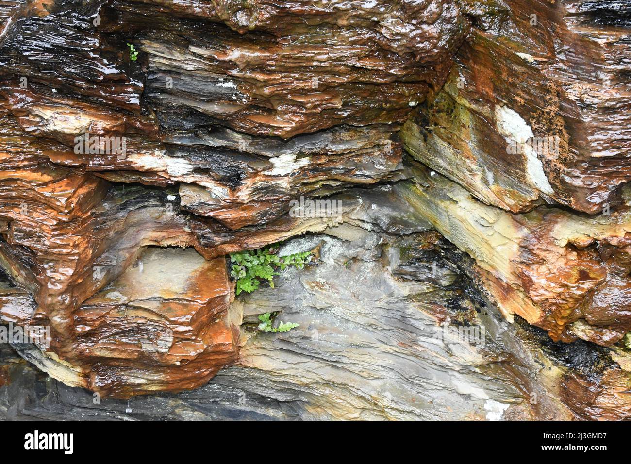 Water flows down a multi coloured pocket in the cliffs which line the south of the harbour at Boscastle in Cornwall.The strata is the visible part of Stock Photo
