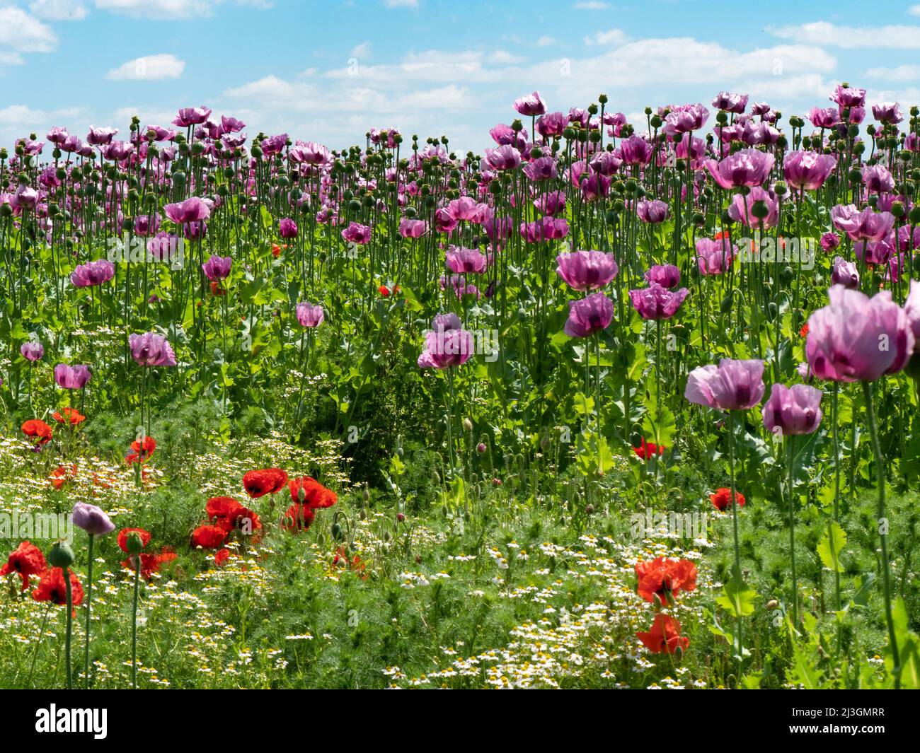 Insect repellent plant hi-res stock photography and images - Alamy