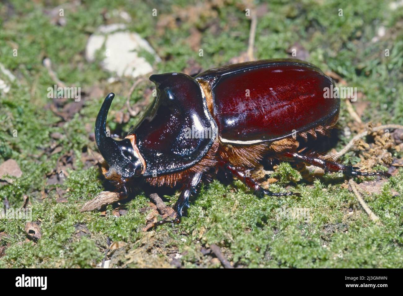 male adult specimen of european rhinoceros beetle, Oryctes nasicornis, Scarabaeidae Stock Photo