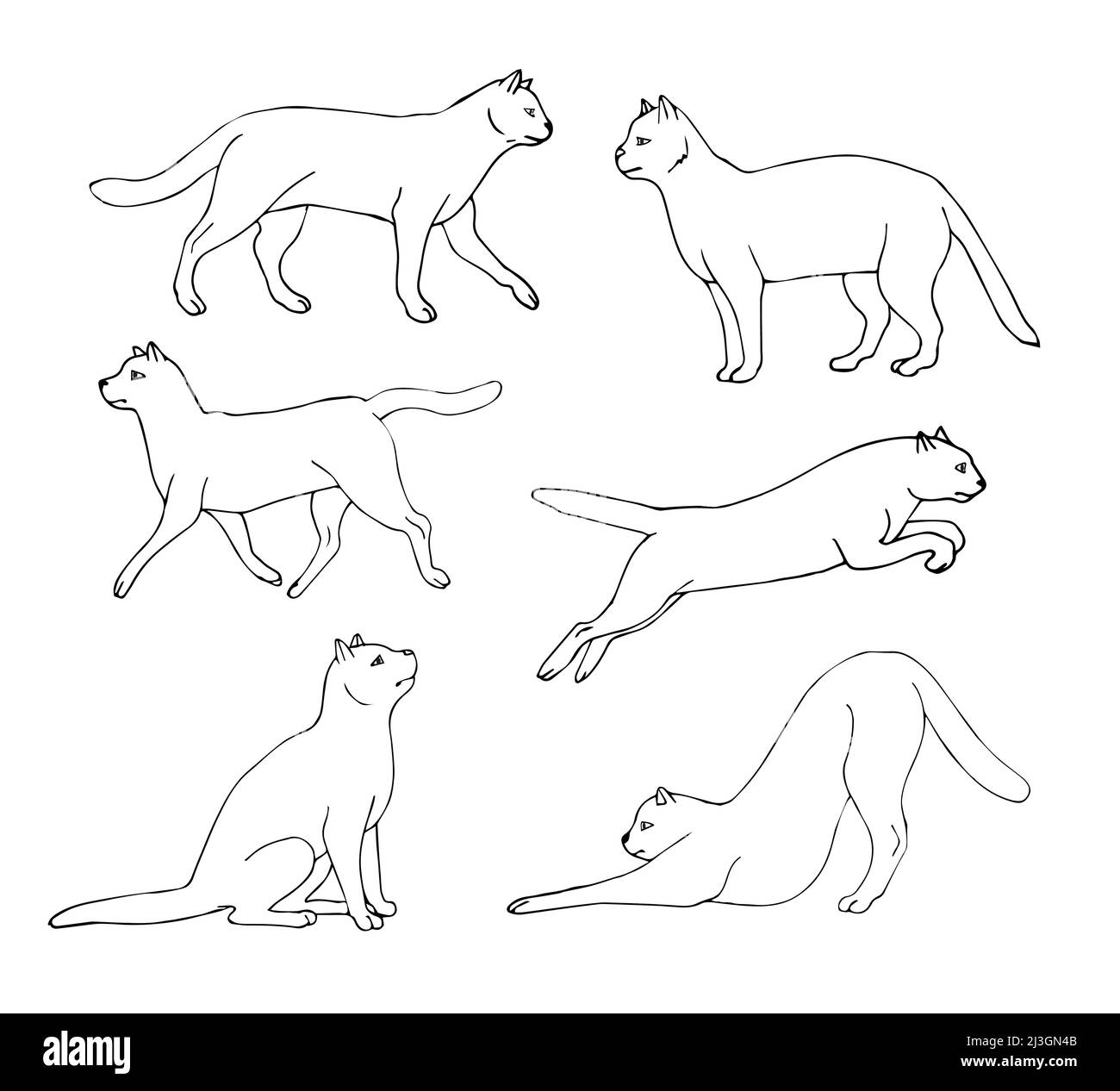 Vector set bundle of hand drawn doodle sketch cats isolated on white ...