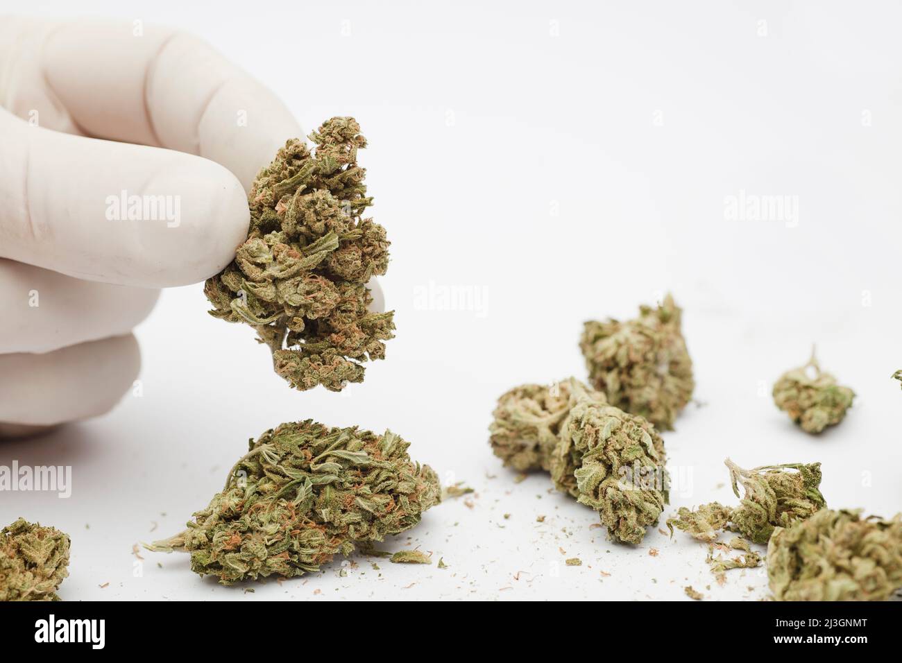 Buds in hands hi-res stock photography and images - Alamy