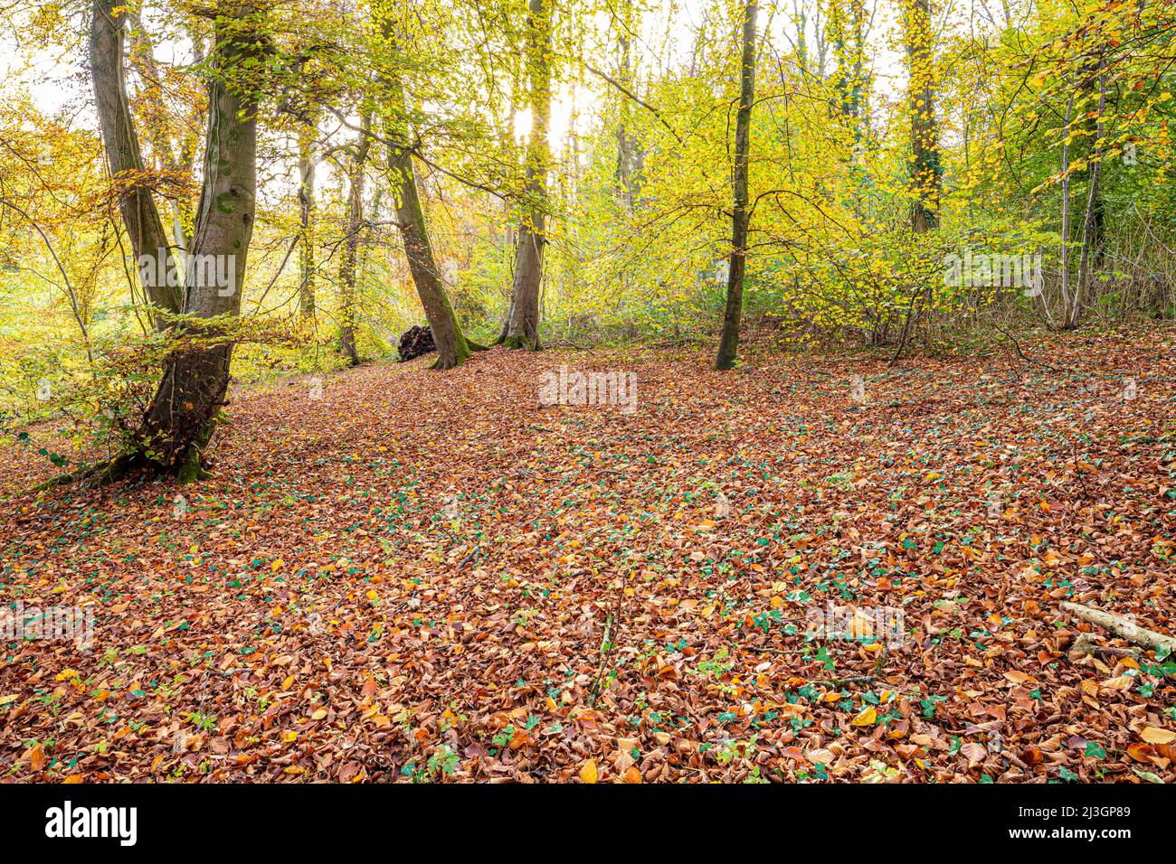 Autumn in the Cotswolds - Beech woodland  beside the Cotswold Way long distance footpath near Prinknash Abbey, Gloucestershire, England UK Stock Photo