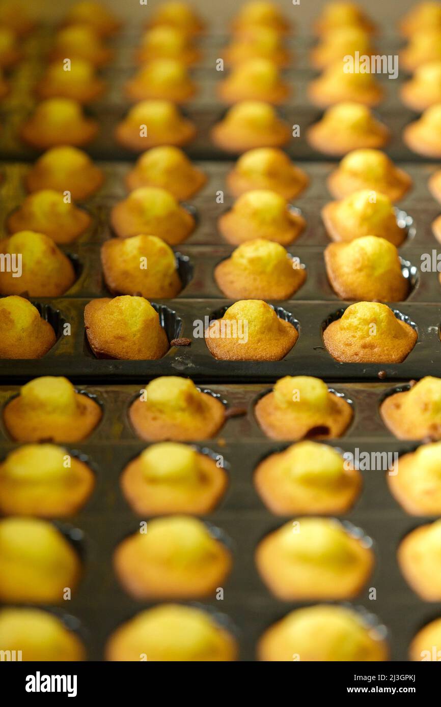 France, Meuse, Commercy, trays of madeleines coming out of the oven in the shop and madeleine workshop of Commercy La Boite à Madeleines of the Zins brothers, madeleiniers since 1951 Stock Photo