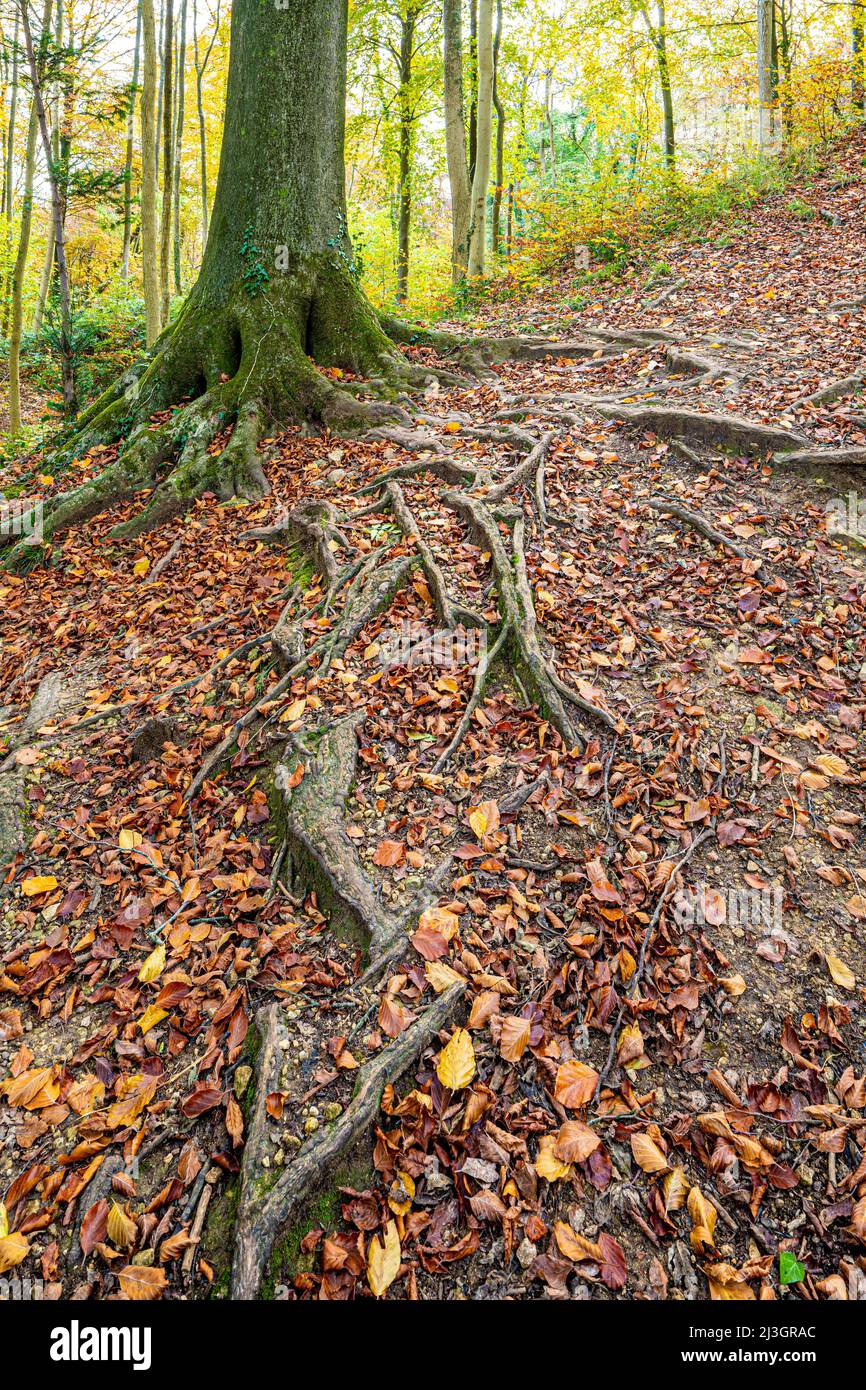 Autumn in the Cotswolds - The shallow roots of a beech tree spreading across a footpath in woodland near Prinknash Abbey, Gloucestershire, England UK Stock Photo