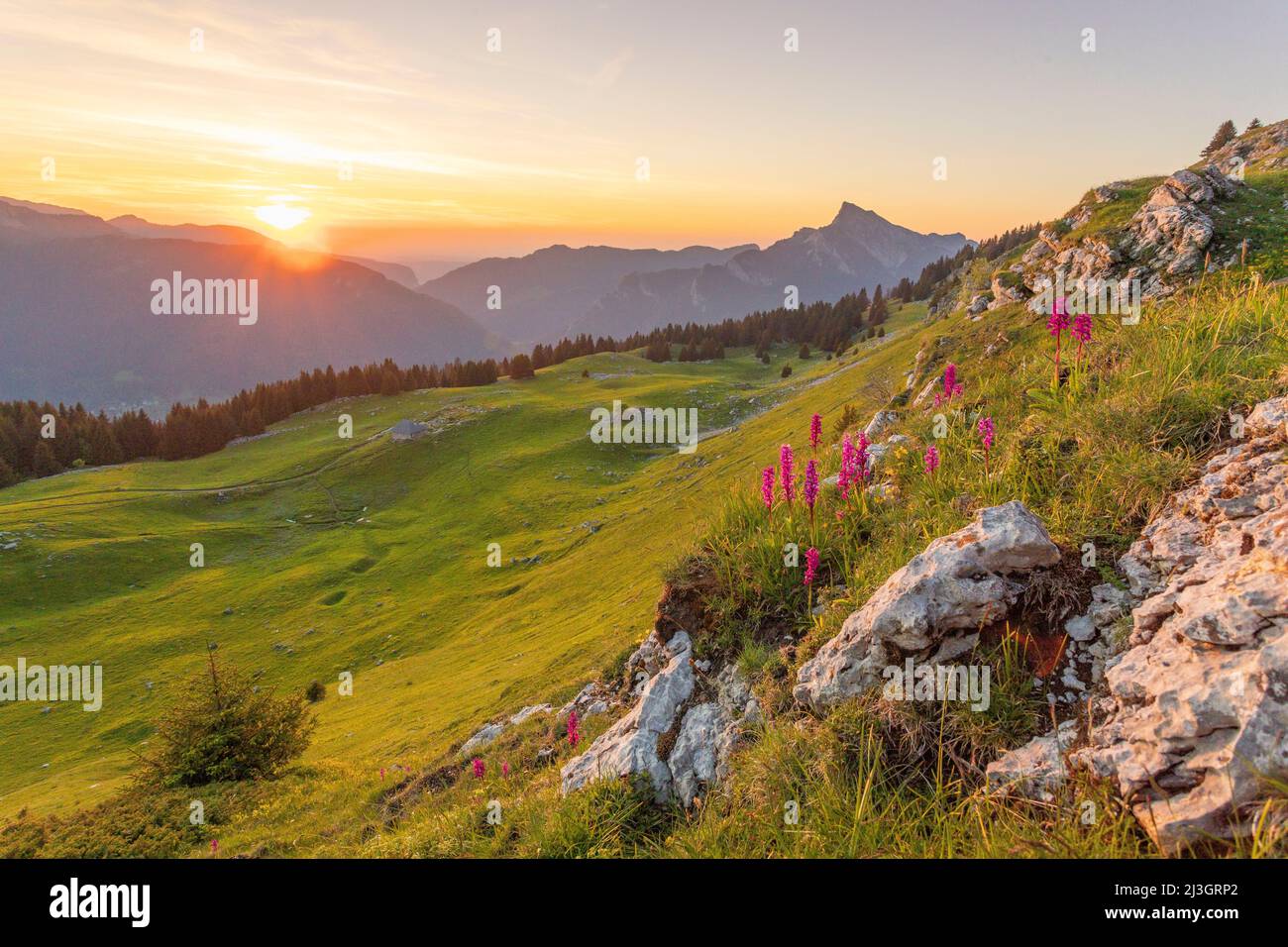 France, Isère, regional natural park of Chartreuse, SaintPierre de