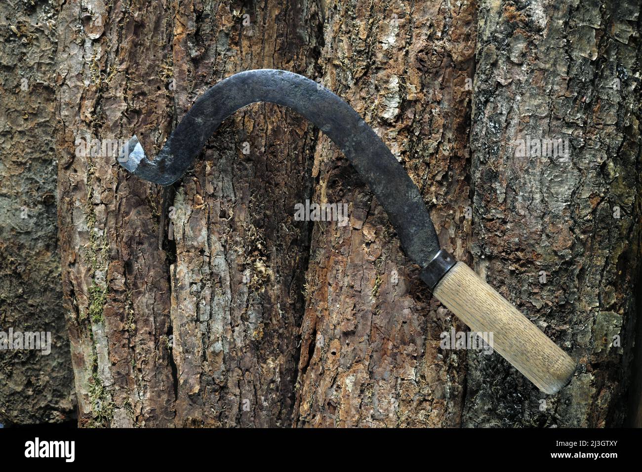 France, Haute Saone, Plancher Bas, tool, sickle for debarking oak, tanning leather Stock Photo