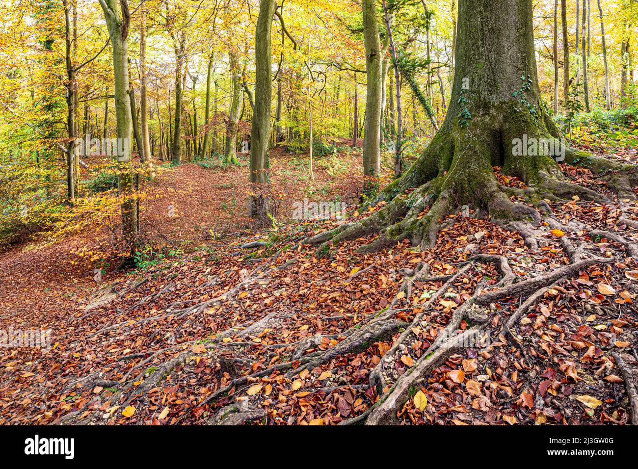 Autumn in the Cotswolds - The shallow roots of a beech tree in woodland on Kites Hill near Prinknash Abbey, Gloucestershire, England UK Stock Photo