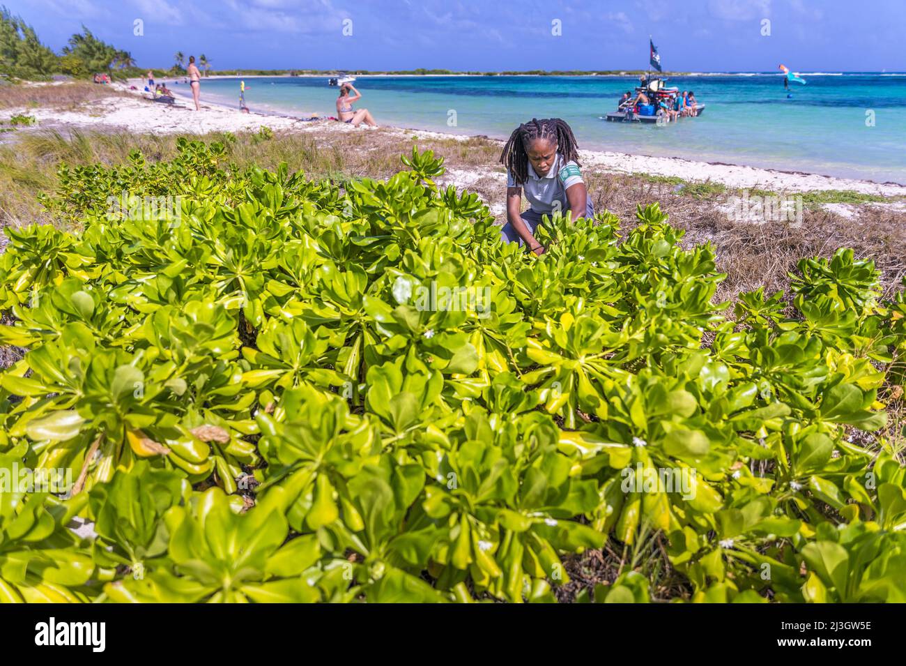 France, Lesser Antilles, French West Indies, Saint-Martin, Le Galion, National Nature Reserve, seaside white olive tree (Scaevola taccada) Stock Photo
