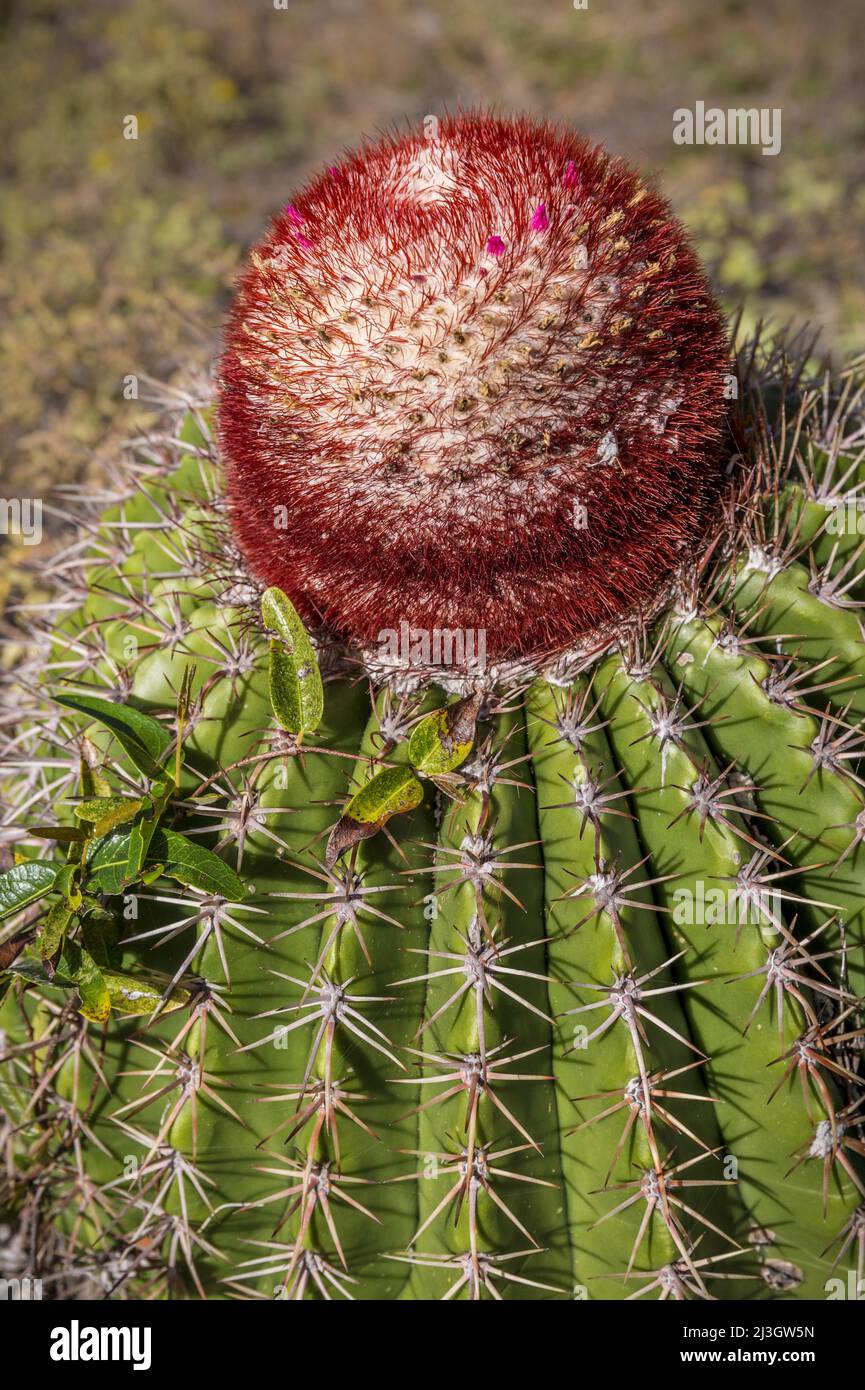 America, Caribbean, Lesser Antilles, French West Indies, Saint-Martin, Oyster-Pond, cactus Tèt a l'anglé (Melocactus intortus) endemic to the French West Indies and endangered, listed in the red list of the International Union for Conservation of Nature Stock Photo