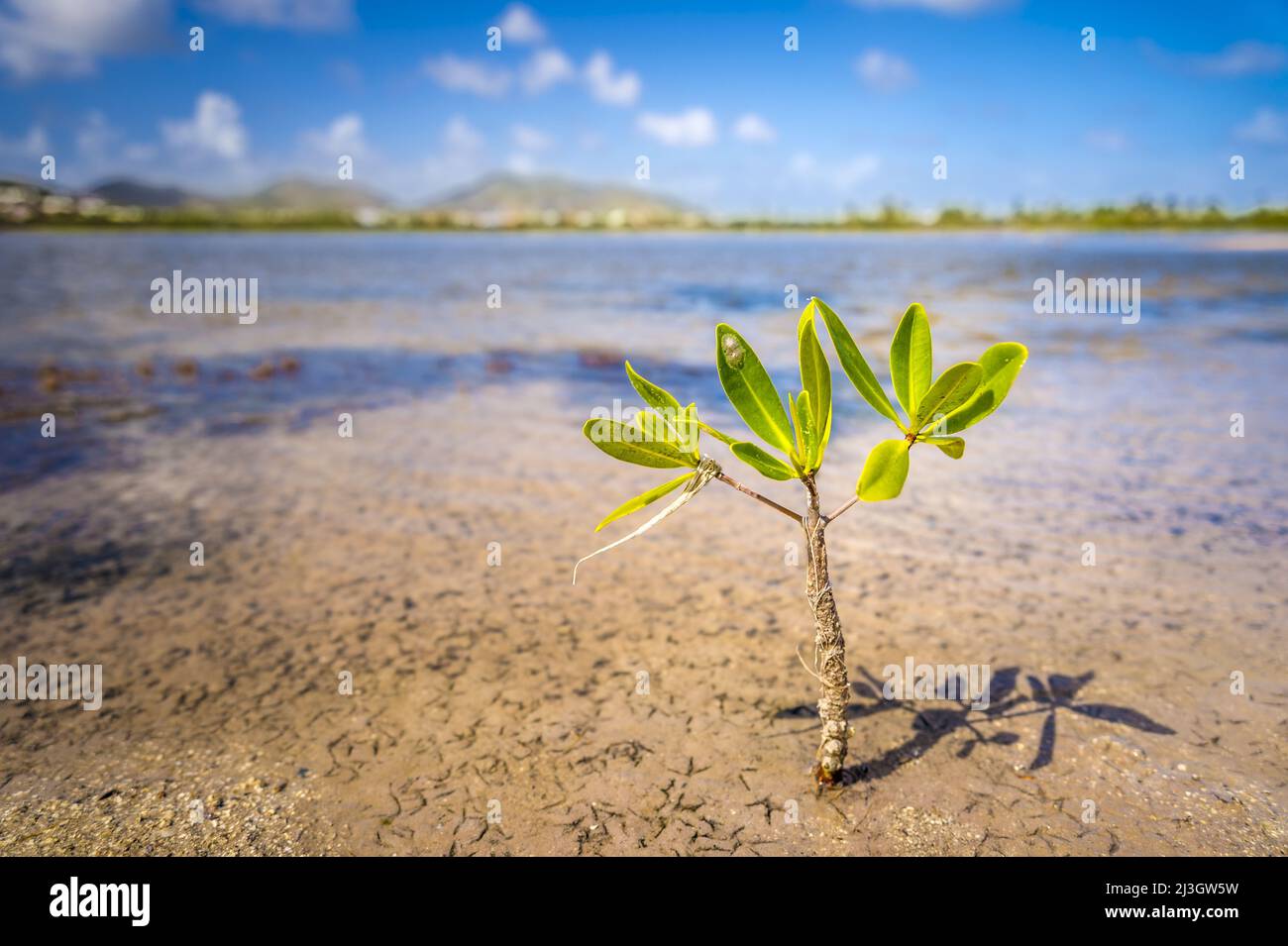 France, Lesser Antilles, French West Indies, Saint-Martin, Le Galion, National Nature Reserve, Salines d'Orient, Sole survivor of the 4,500 seedlings of red mangrove (Rhizophora mangle) planted on the banks of the Salines d'Orient by children of the school of Quartier d'Orléans Stock Photo