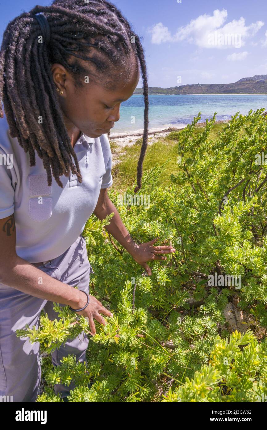France, Lesser Antilles, French West Indies, Saint-Martin, Le Galion, National Nature Reserve, guard showing seaside white olive tree (Scaevola taccada) serving as a transitional nursery for red mangrove seedlings (Rhizophora mangle ) Stock Photo