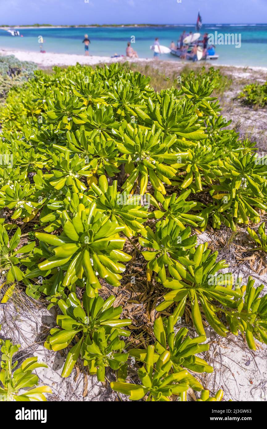 France, Lesser Antilles, French West Indies, Saint-Martin, Le Galion, National Nature Reserve, seaside white olive tree (Scaevola taccada) Stock Photo