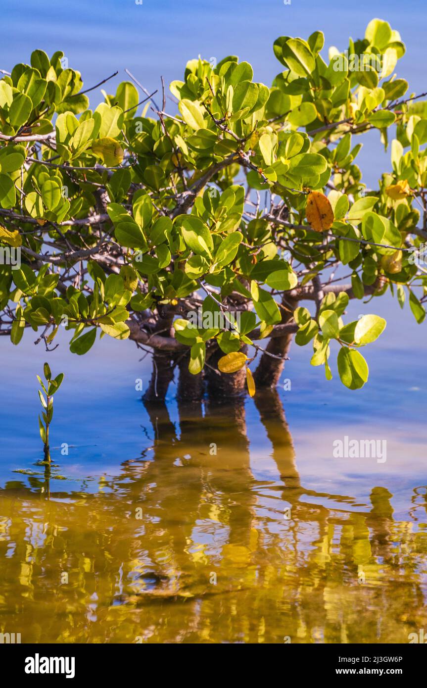 France, Lesser Antilles, French West Indies, Saint-Martin, Orient Bay, National Nature Reserve, Orient salines, young white pneumatophore mangrove (Avicennia marina) Stock Photo
