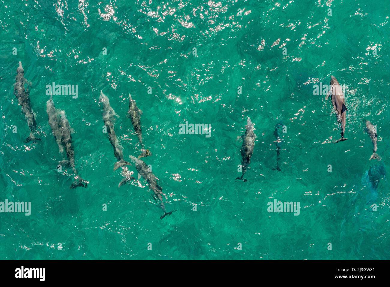 France, Lesser Antilles, French West Indies, Saint-Martin, National Nature Reserve, Tintamarre Island, group of Bottlenose or Bottlenose Dolphins or Bottlenose Dolphins or Tursiops (Tursiops truncatus) (aerial view) Stock Photo