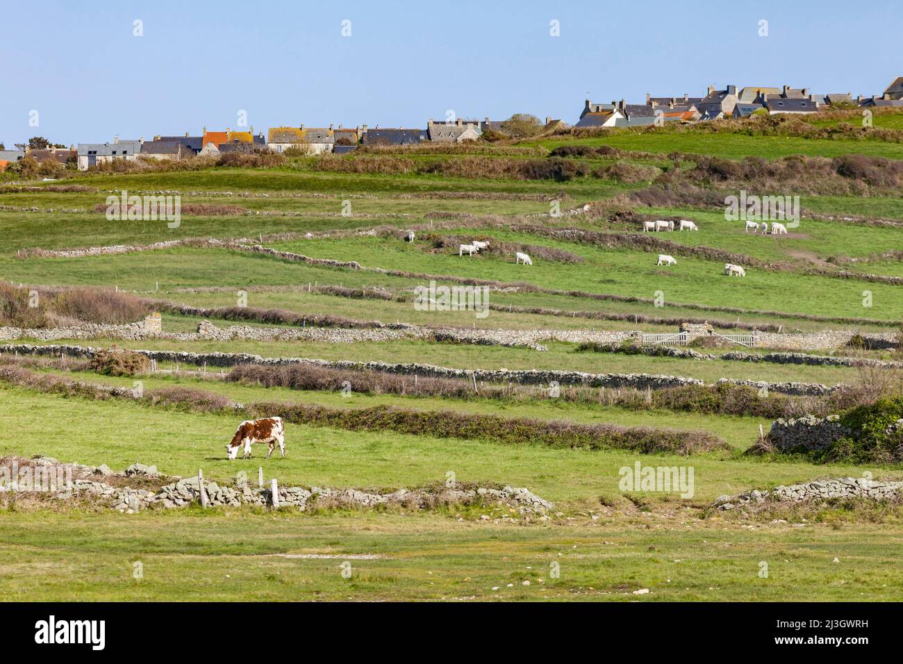 France, Manche, Cotentin, Cape Hague, Auderville, Goury harbour, village, cow and pasture Stock Photo