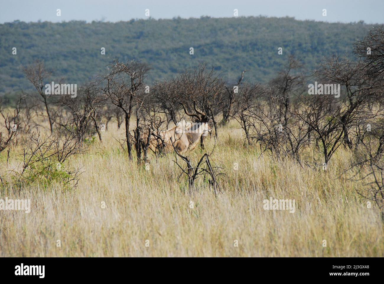 A Greater Kudu bull antelope almost completely hidden in the tall grass of a savanna in South Africa.  Shot on safari. Stock Photo