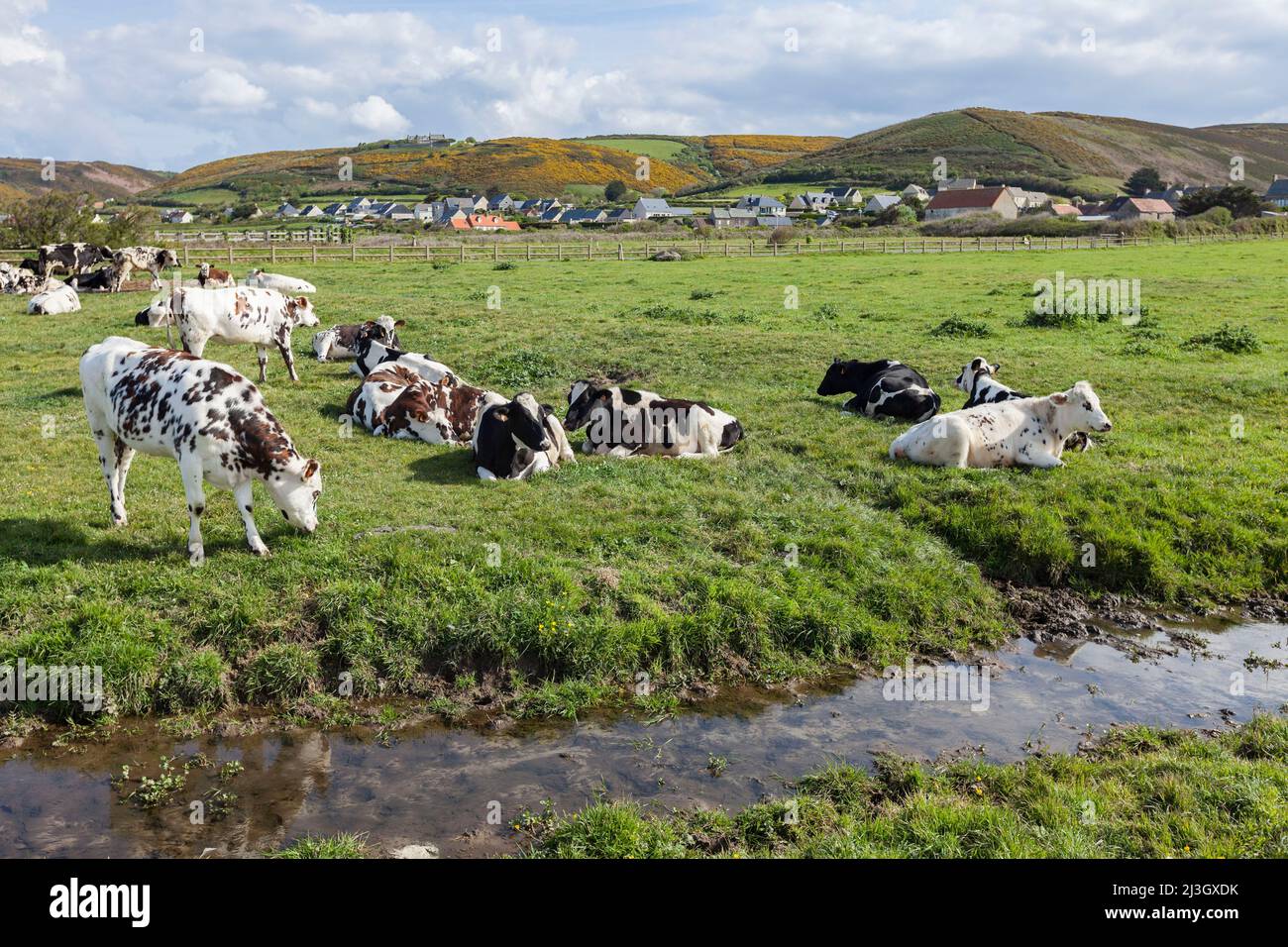 France, Manche, Cotentin, Cape Hague, Vauville, herd of grazing cows in front of the village Stock Photo