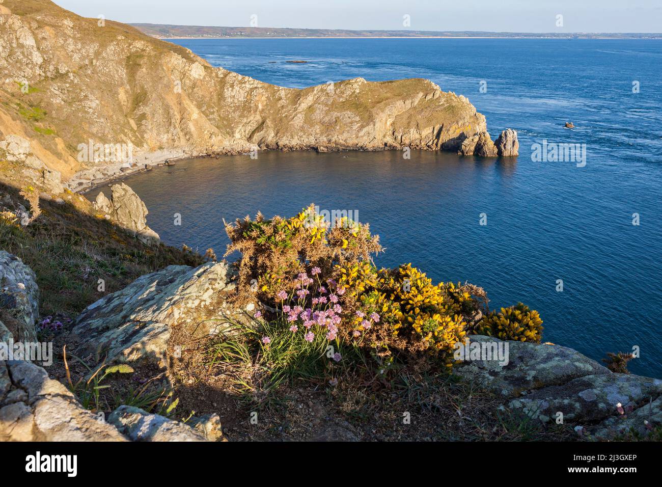 France, Manche, Cotentin, Cape Hague, Jobourg, Sennival Cove, view of Nez de Jobourg from GR223 coastal path and grove of prostrate brooms (Sarothamnus scoparius maritimus) with sea thrifts (Armeria maritima) in the foreground Stock Photo