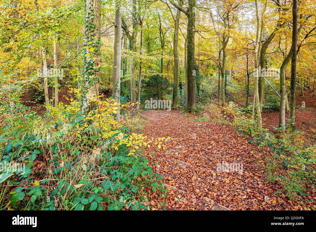 Autumn in the Cotswolds - TA footpath through beech woodland on Kites Hill near Prinknash Abbey, Gloucestershire, England UK Stock Photo