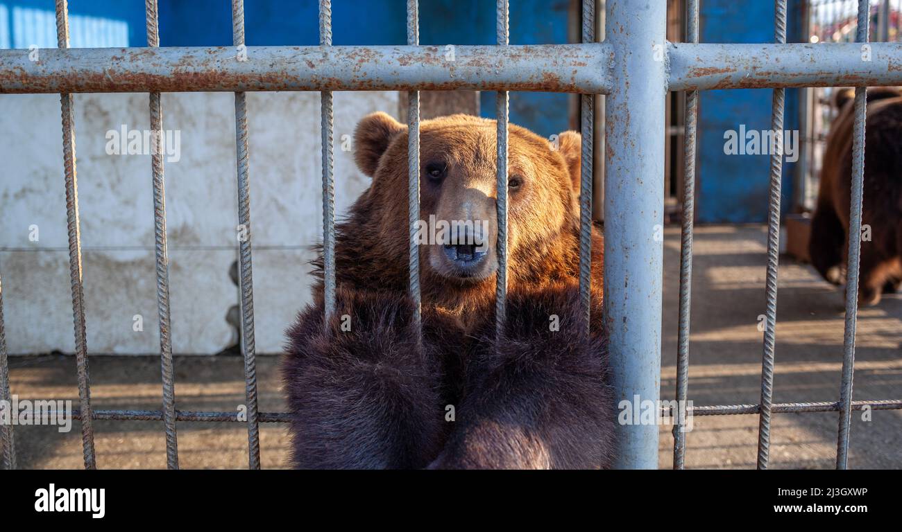 russia-dagestan-april-2-2022-sad-bear-in-animal-cage-at-the-zoo