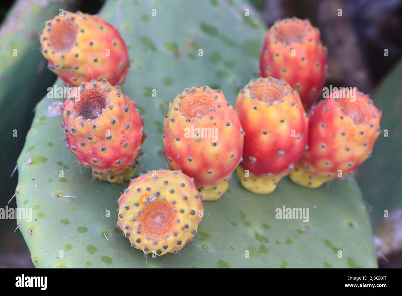 malta gozo island prickly pear opuntia ficus indica 2J3GXXT 195 Opuntia Varieties | Types Of Prickly Pear