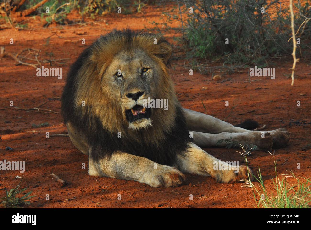 Close up of a beautiful wild black maned  lion resting on red clay soil while looking at the camera in the wilderness of South Africa. Stock Photo