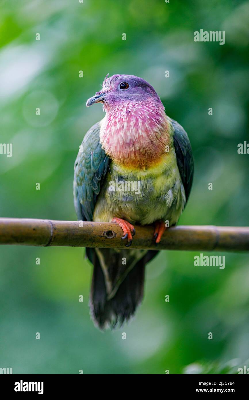 France, Calvados, Honfleur, Naturospace, Pink-necked green pigeon (Treron vernans), also called rainbow pigeon, native to Southeast Asia Stock Photo