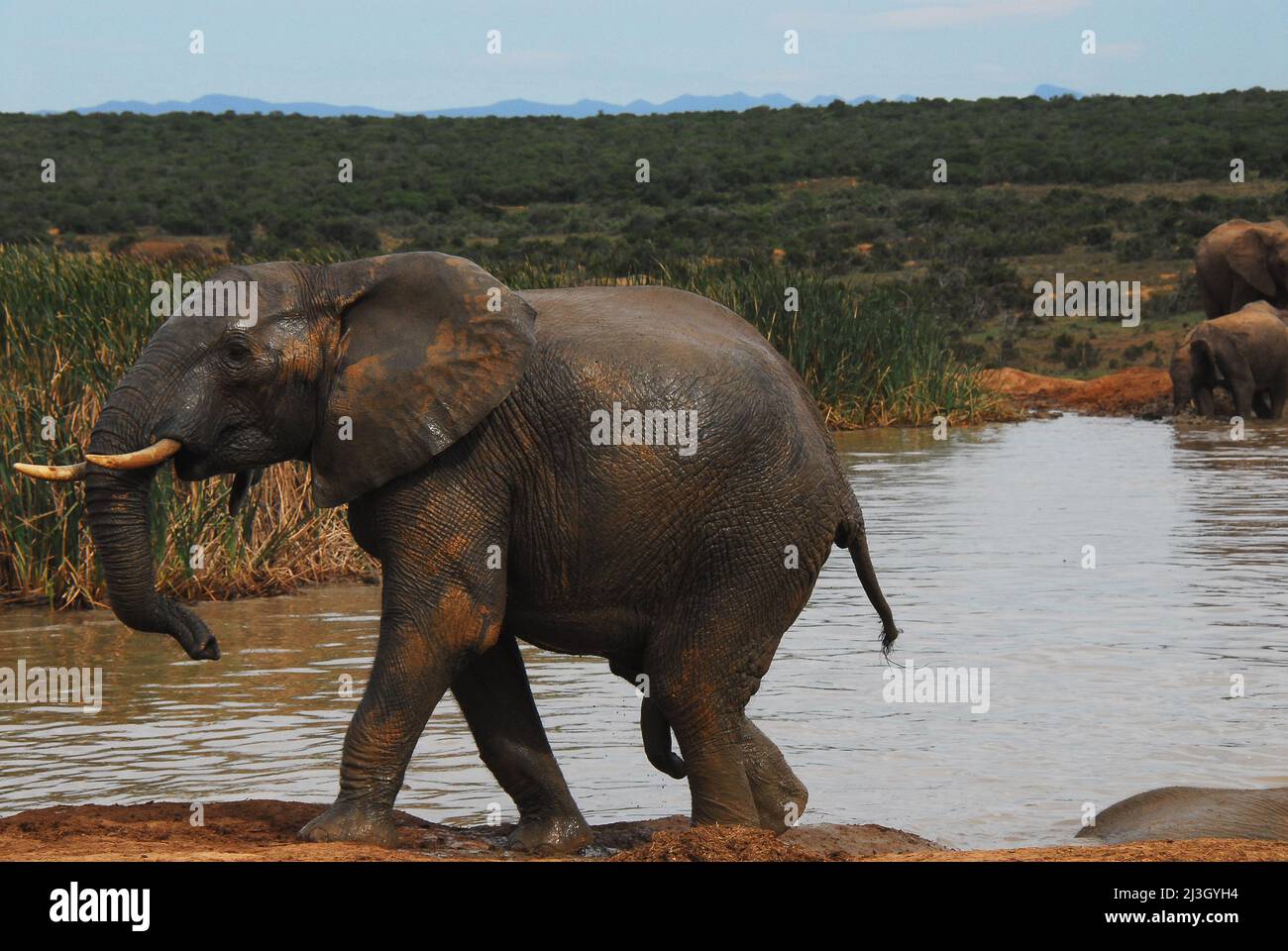 Close up of a wild bull Elephant with exposed penis.  He had just climbed out of a watering hole after mating.  Shot while on safari in South Africa. Stock Photo