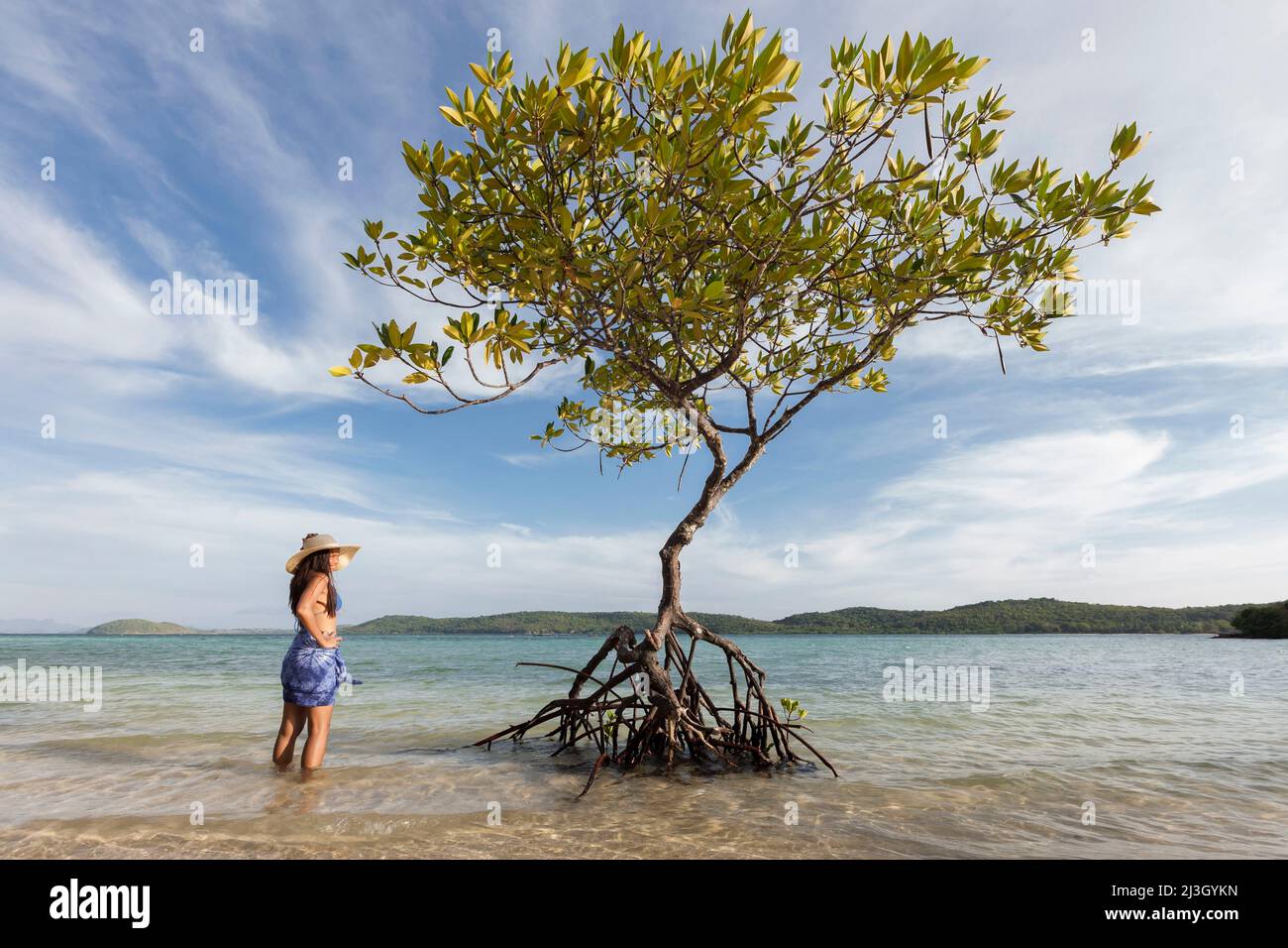 Philippines, Palawan, Calamianes Archipelago, Popototan Island, young Filipino woman observing a mangrove tree growing on the beach Stock Photo