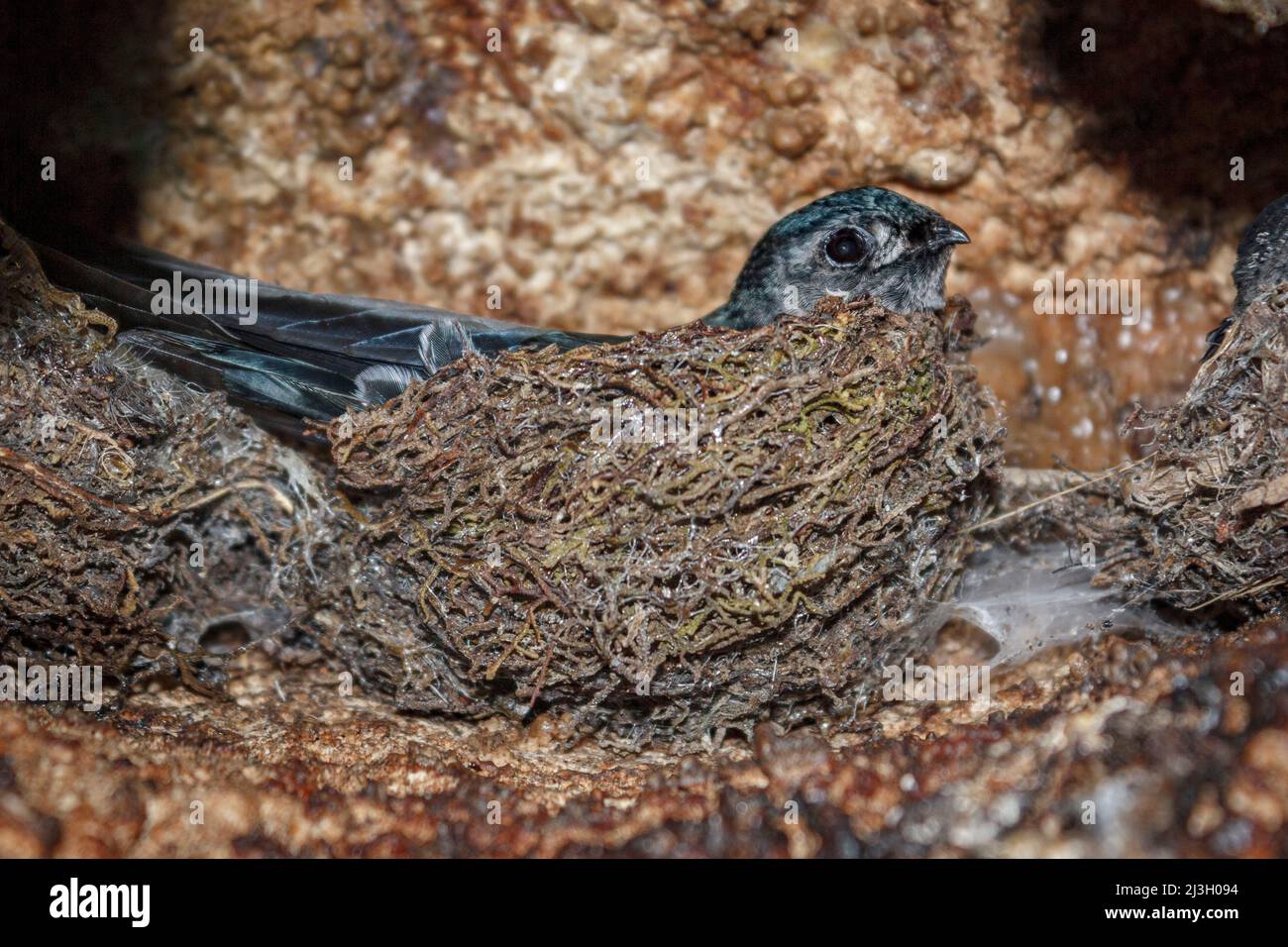 Philippines, Palawan, Quezon, Tabon Caves Complex and Lipuun Point Reservation, edible glossy swiftlet nest (Collocalia esculenta) Stock Photo