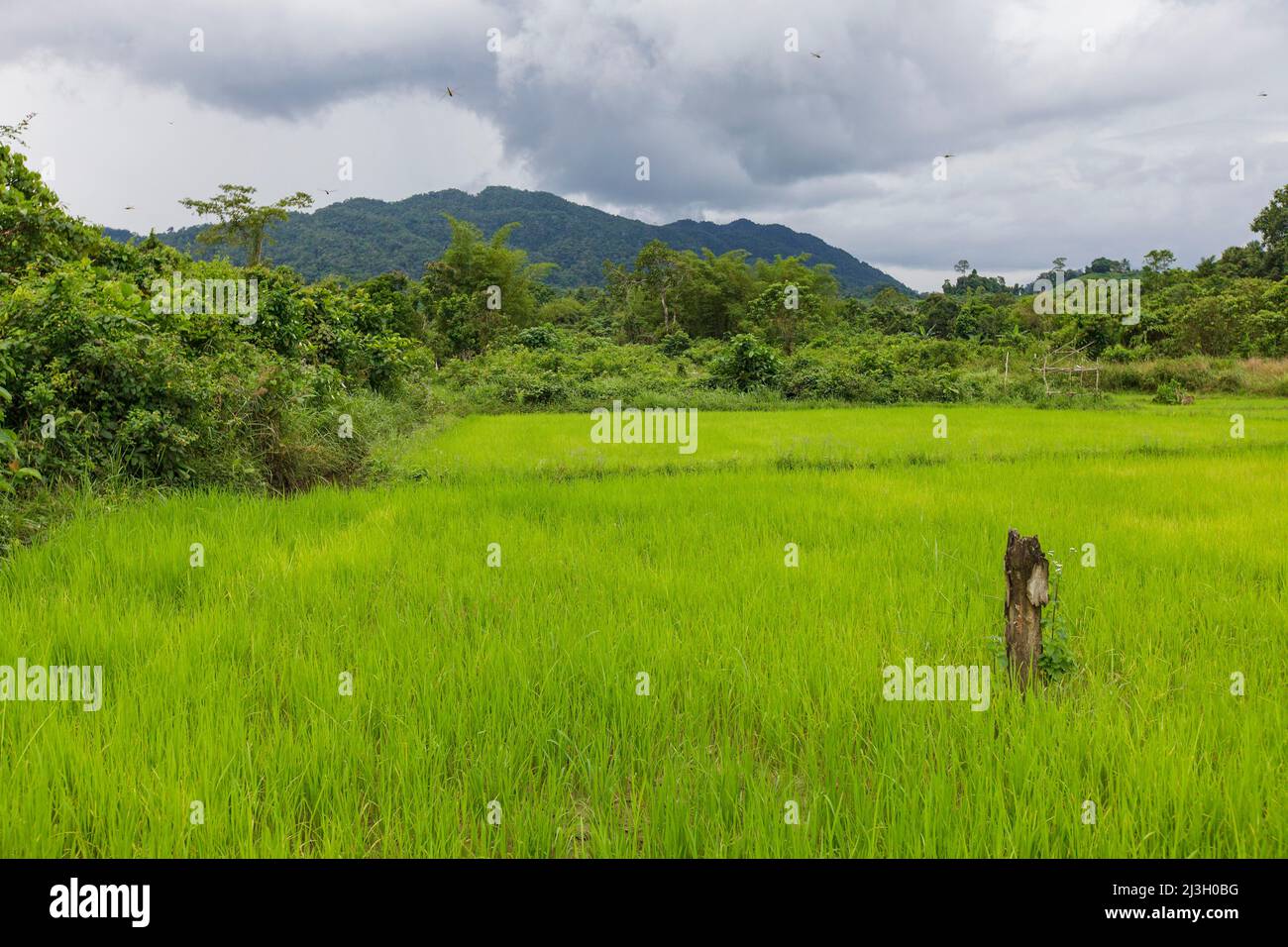 Philippines, Palawan, Rizal, Singnapan Valley, Ransang village, paddy field and mountain range in the background Stock Photo