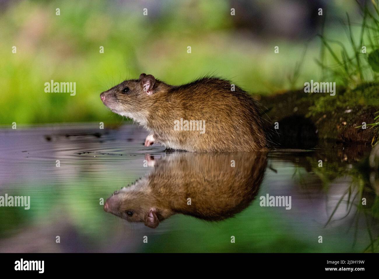 France, Ille et Vilaine, Brown rat,also referred to as common rat,street rat,sewer  rat,Hanover rat,Norway rat,brown Norway rat,Norwegian rat,or wharf rat  (Rattus norvegicus), near by the water Stock Photo - Alamy