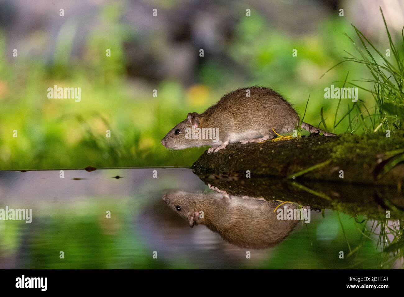 France, Ille et Vilaine, Brown rat,also referred to as common rat,street rat,sewer rat,Hanover rat,Norway rat,brown Norway rat,Norwegian rat,or wharf rat (Rattus norvegicus), near by the water Stock Photo - Alamy France, Ille et Vilaine, Brown rat,also referred to as common rat,street rat,sewer rat,Hanover rat,Norway rat,brown Norway rat,Norwegian rat,or wharf rat (Rattus norvegicus), near by the water Stock Photo - Alamy