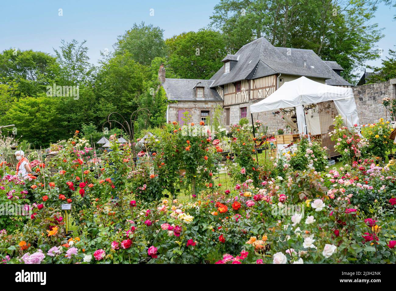 Fete De La Rose Veules Les Roses 2022 France, Seine Maritime, Veules les Roses, The Most Beautiful Villages of  France, La Rose en fête, an exhibition and sale of roses Stock Photo - Alamy