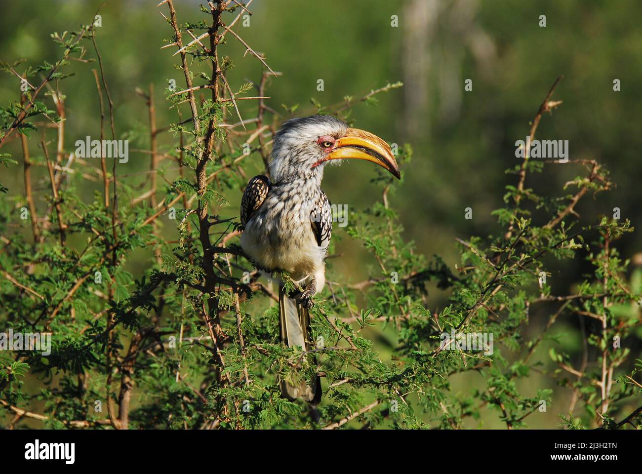 Close up of a wild Yellow-billed Hornbill (Tockus leucomelas) perched on a thorny Acacia limb in South Africa. Shot while on safari. Stock Photo