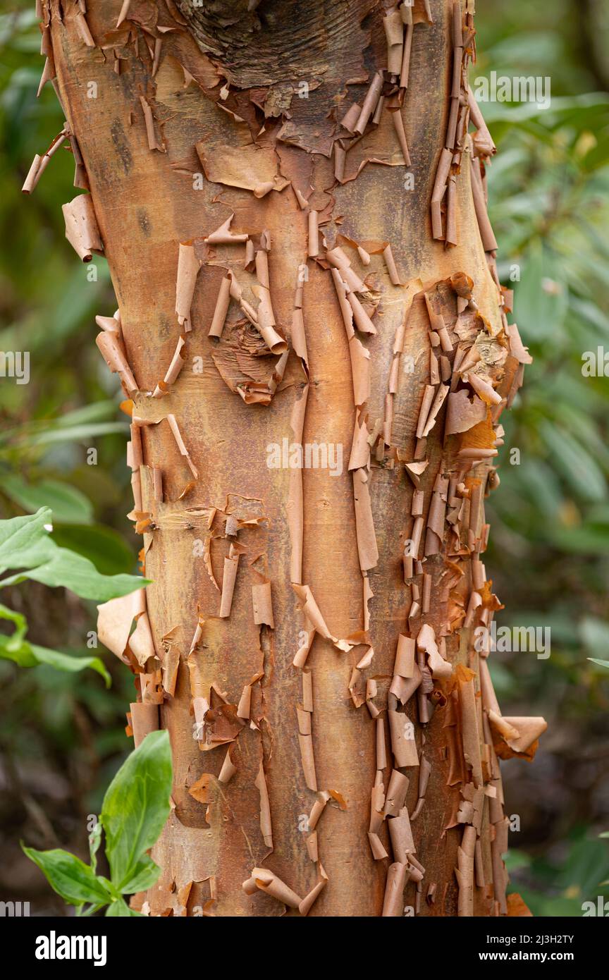 Paperbark Maple: Acer griseum. Bark Stock Photo