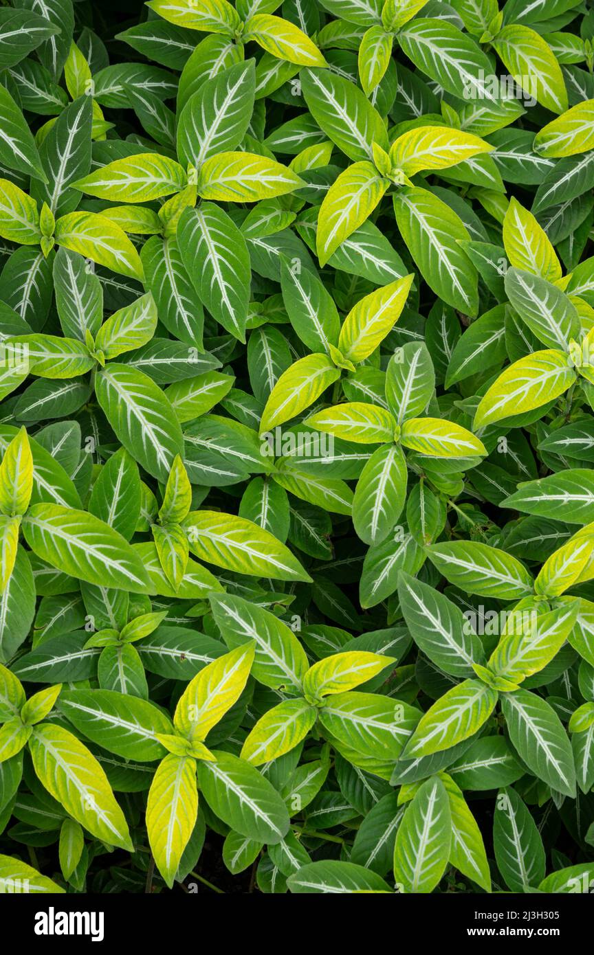 Brazilian Wild Petunia: Ruellia devosiana. Stock Photo