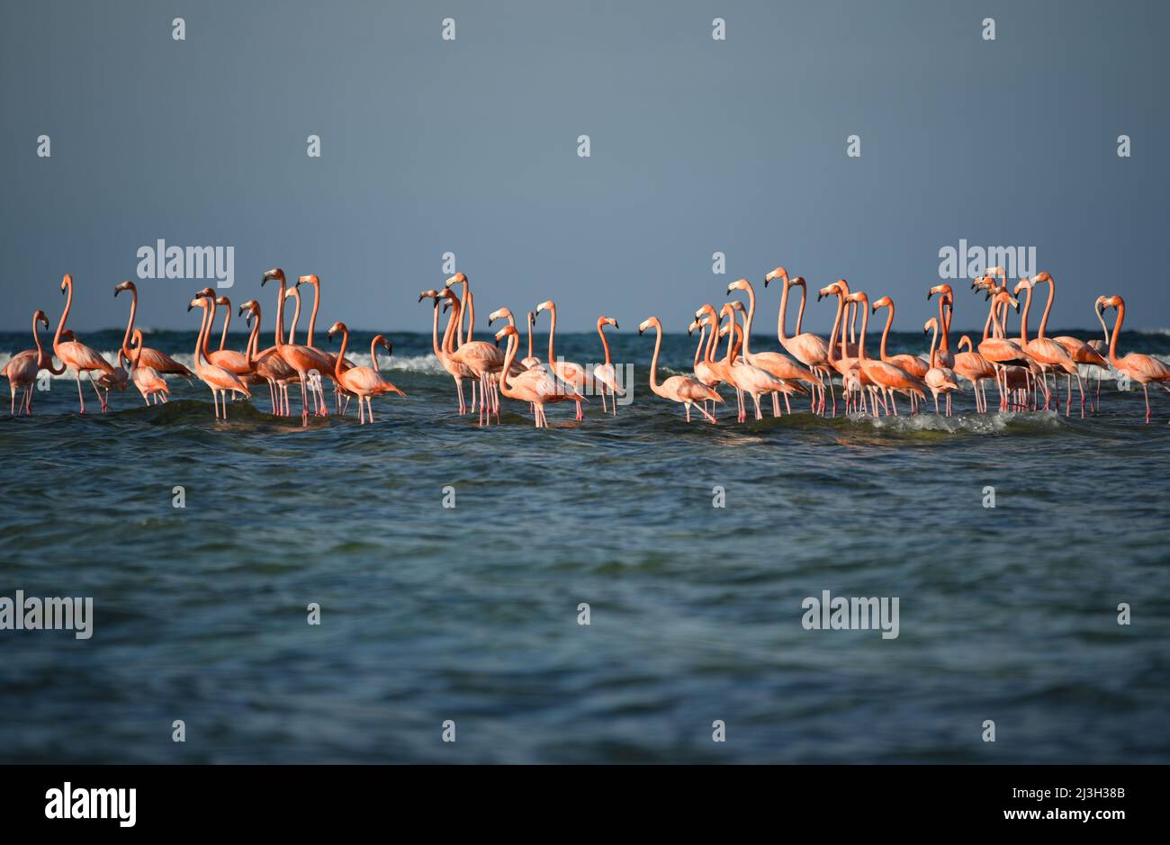 A wonderful view, from a boat, of a flock of wild Greater Flamingos gathered on a sand bar just off the coast of remote Mayaguana in the Bahamas. Note Stock Photo