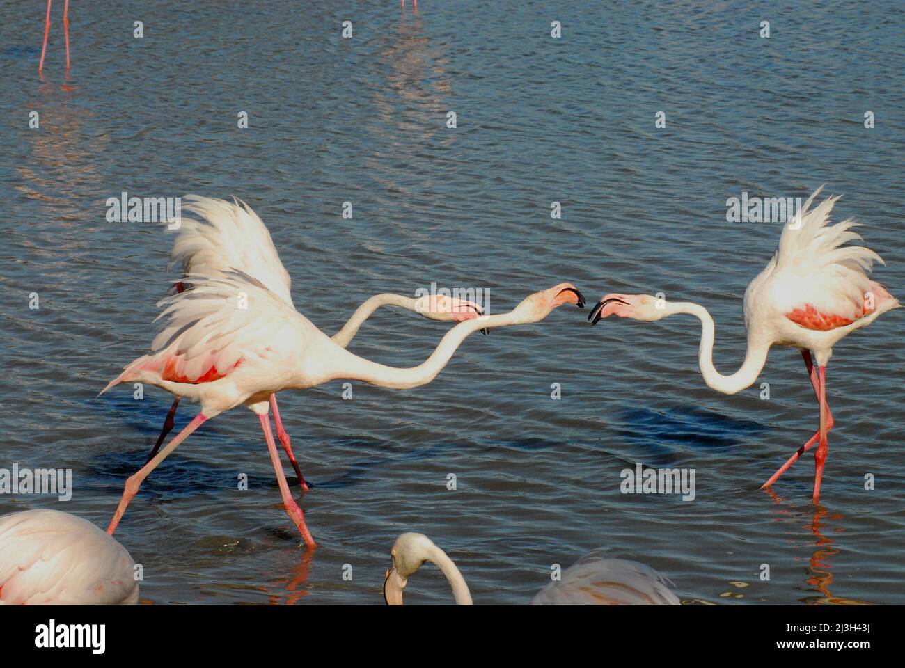 Close up of 3 wild Flamingos fighting while feeding in the Rhone river in the Camargue region of France.  Left uncropped for maximum flexibility. Stock Photo